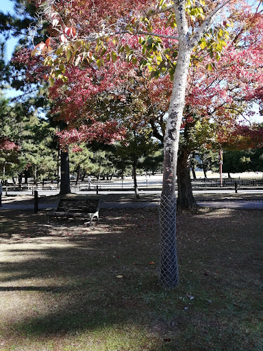 奈良公園